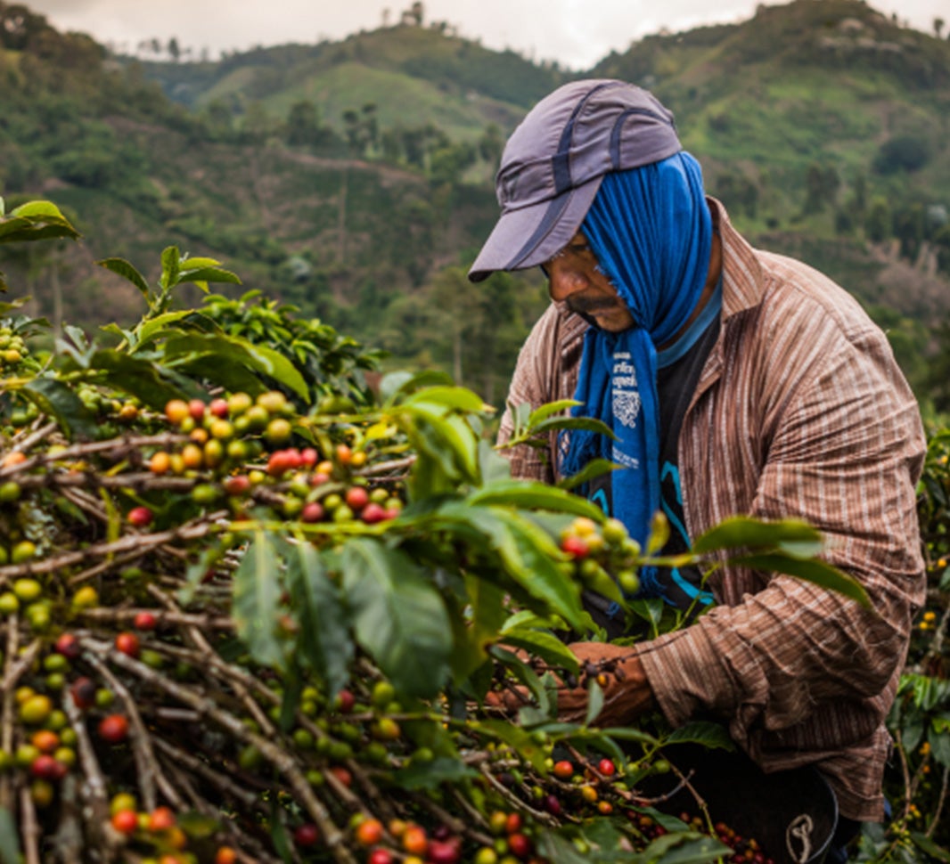 Discover the origins of coffee Nescafé UK & IE